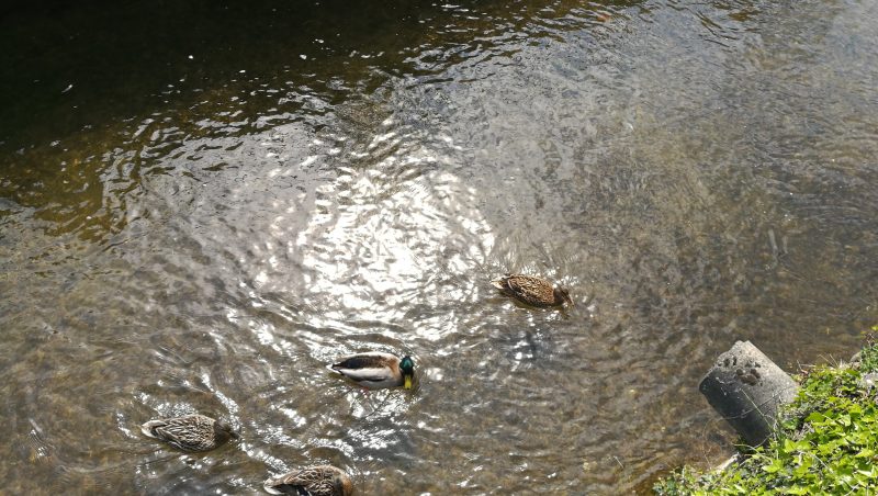 canards sur l'Ariège